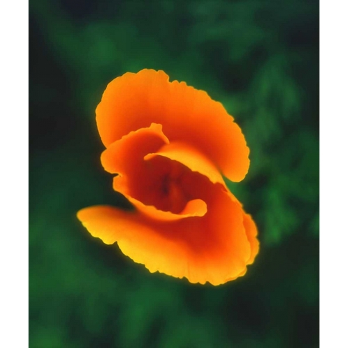 CA, California Poppy, the official state flower